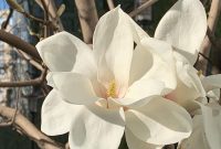 10 Fakta Menarik Magnolia, Bunga Khas Musim Semi Asal Amerika Utara