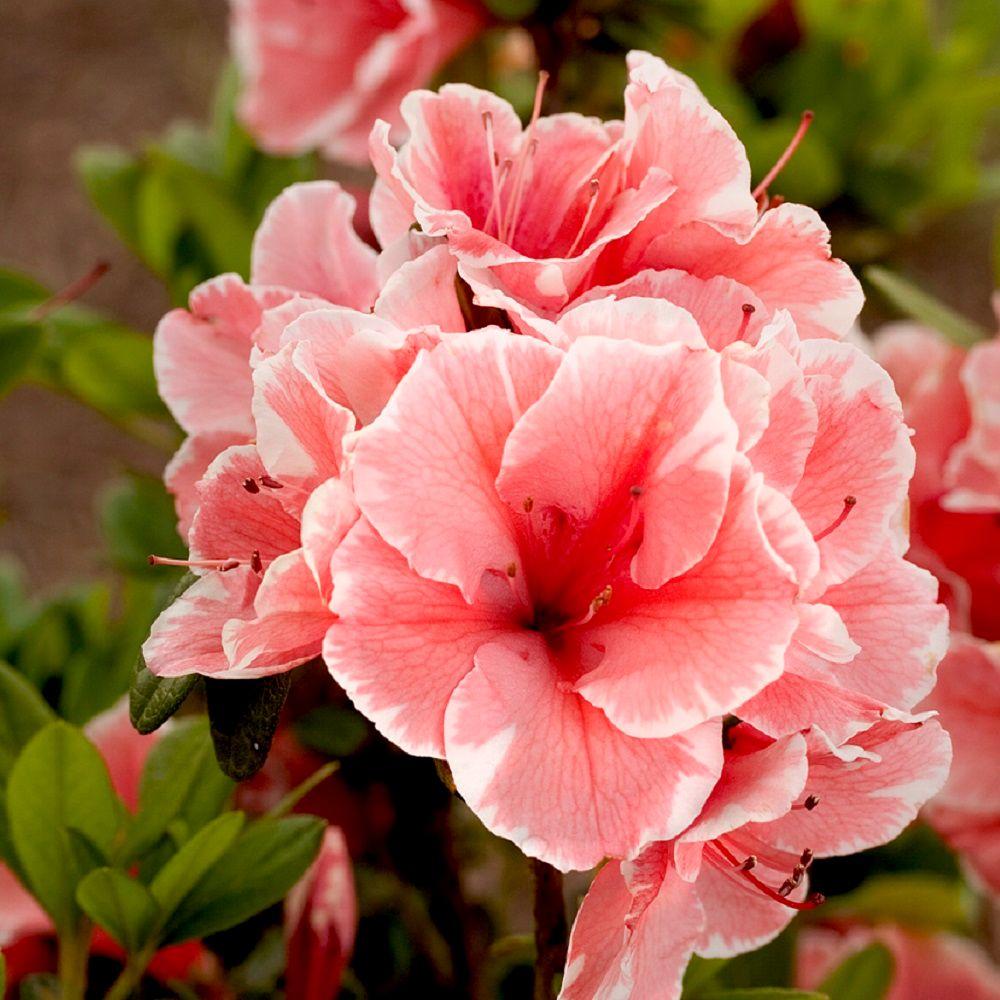 pengetahuan bunga: Arti Bunga guna Hari Ibu