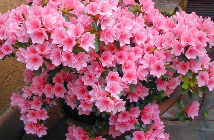 [SHARE] Bunga Azalea / Rhododendron sp , Tanaman Hias beserta Warna Yang