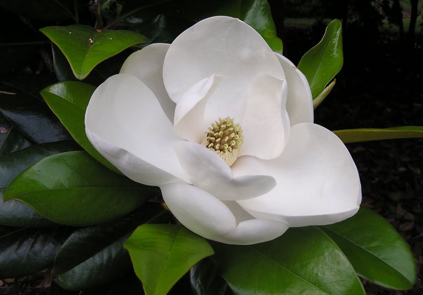 50 Jenis Bunga Tercantik di Dunia, Terlengkap! (GAMBAR BUNGA HD dan