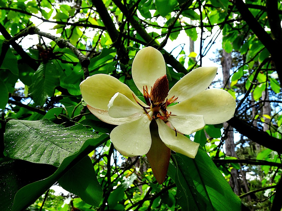 Menakjubkan 25+ Gambar Bunga Magnolia Grandiflora - Gambar Bunga HD