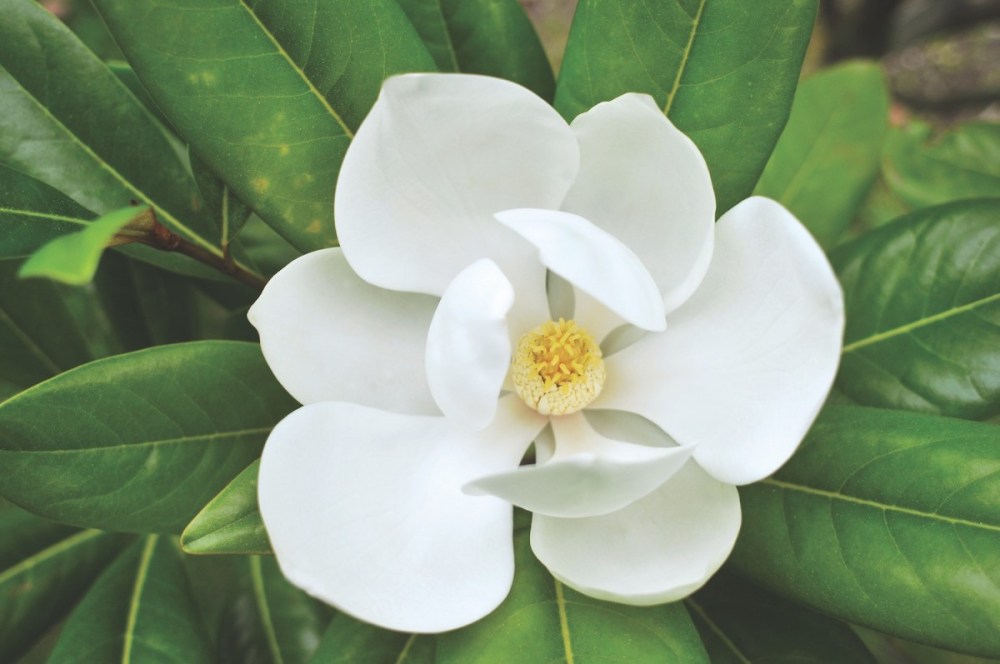 simbolis bunga magnolia – Nadine Paramita Usamah