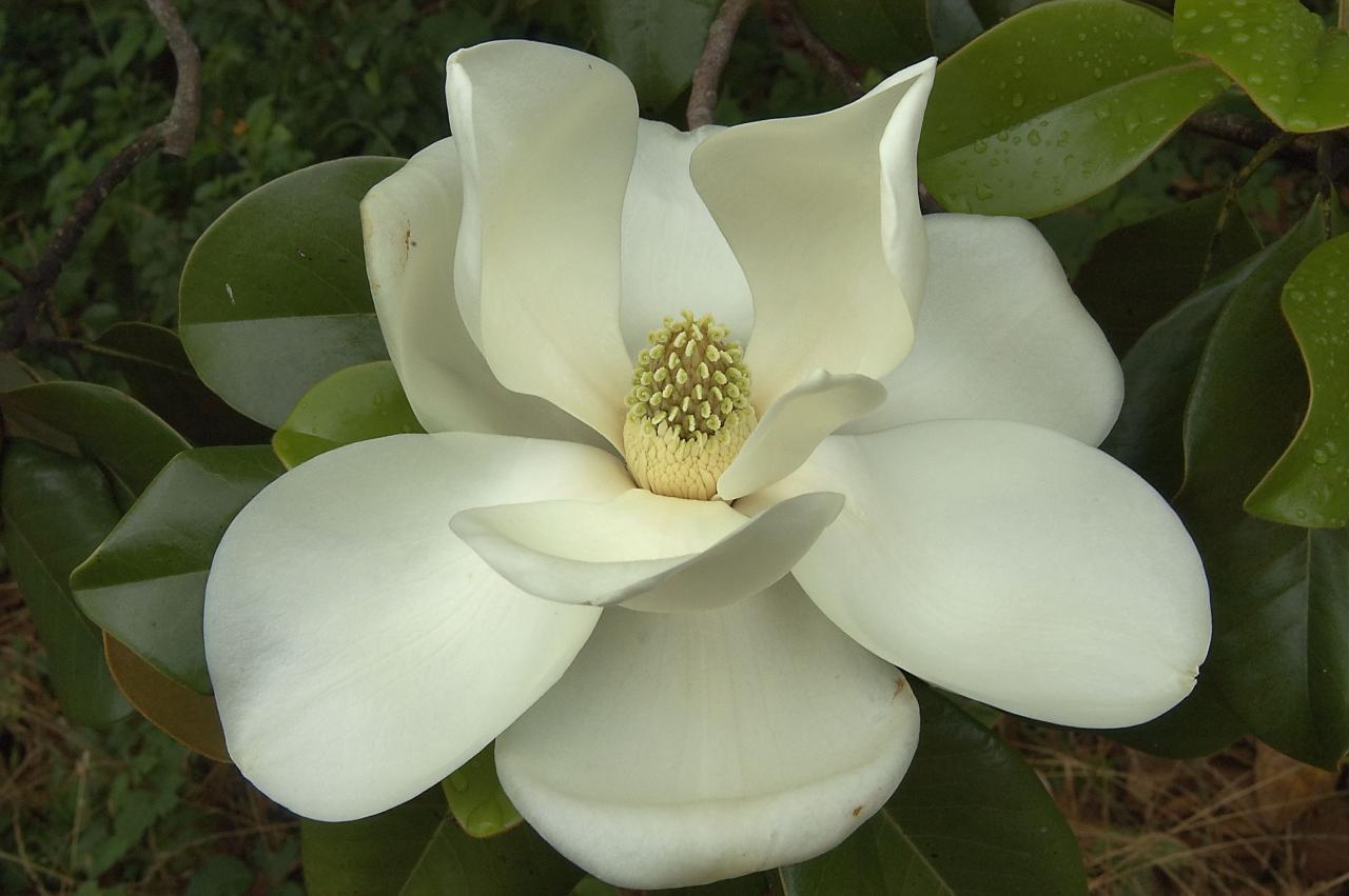 Wow 26+ Gambar Bunga Magnolia Grandiflora - Gambar Bunga Indah