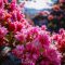 Taman Wonmi yang dipenuhi bunga azalea yang mekar berwarna-warni