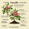 Ilustrasi tanaman camellia yang rimbun dengan bunga-bunga berwarna cerah, menunjukkan perawatan dan pertumbuhan yang tepat