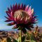 Bunga Protea yang mencolok dan indah, simbol keanekaragaman dan keberanian Afrika Selatan.